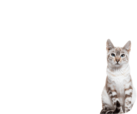 Kot